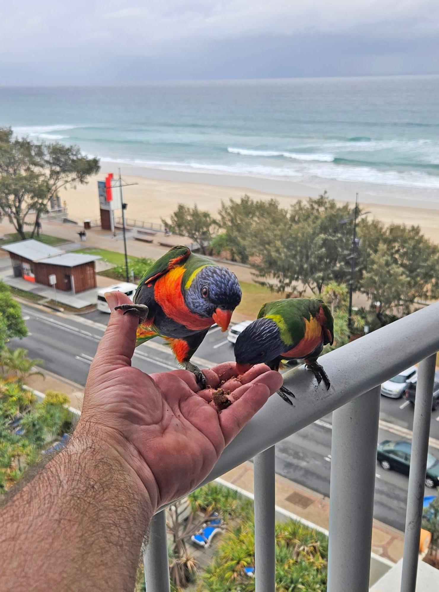 Beachfront Studio Apartment Gold Coast Exterior photo